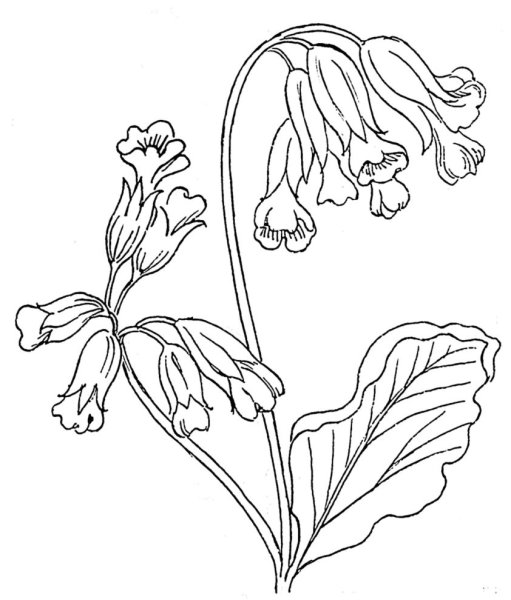 Женьшень обыкновенный красная