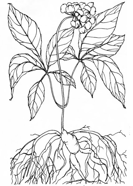 Болотные цветы