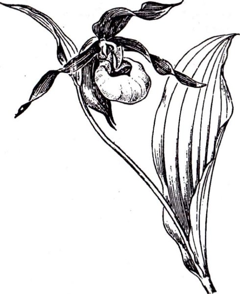 Раскраска колокольчик цветок