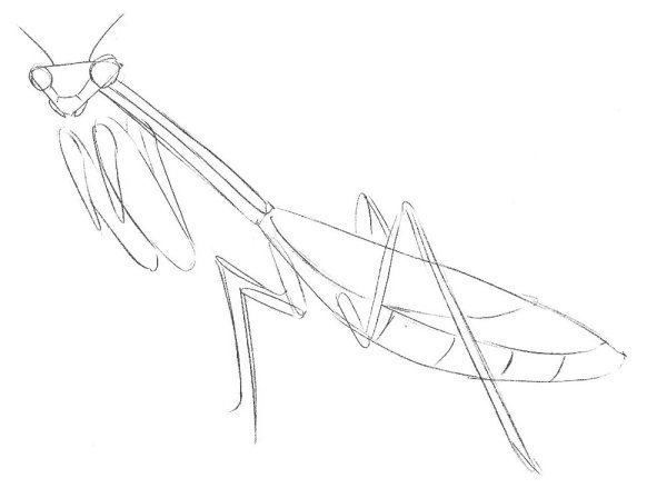 Поэтапное рисование богомола