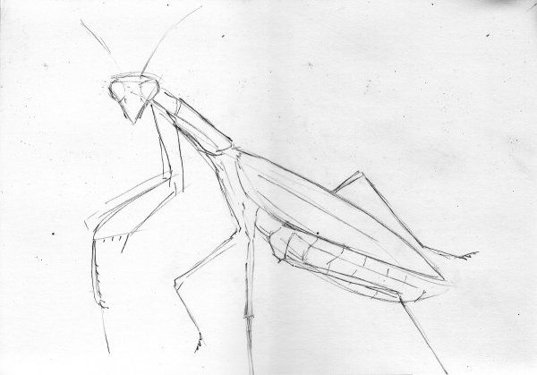 Богомол для рисования