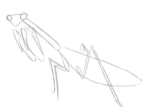 Богомол карандашом