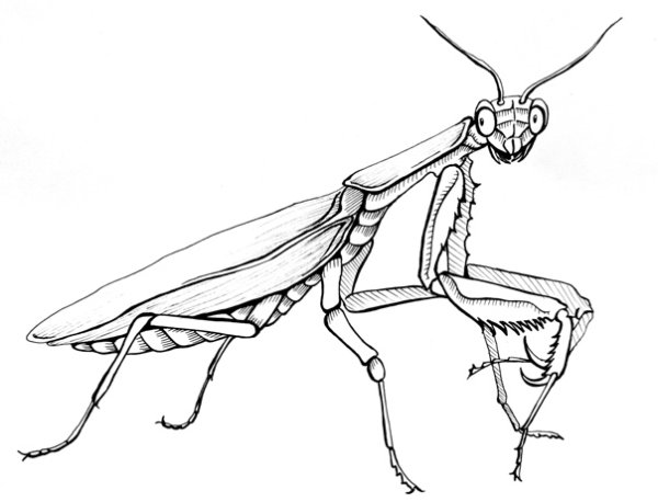 Богомол карандашом