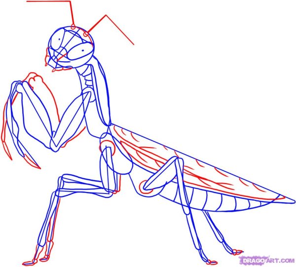 Богомол карандашом