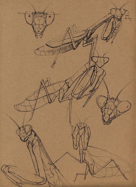 Богомол раскраска для детей