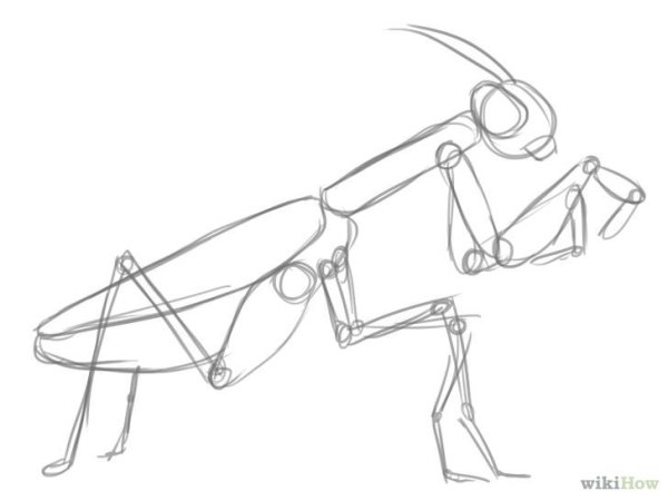 Богомол скетч