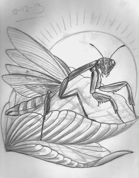 Богомол раскраска