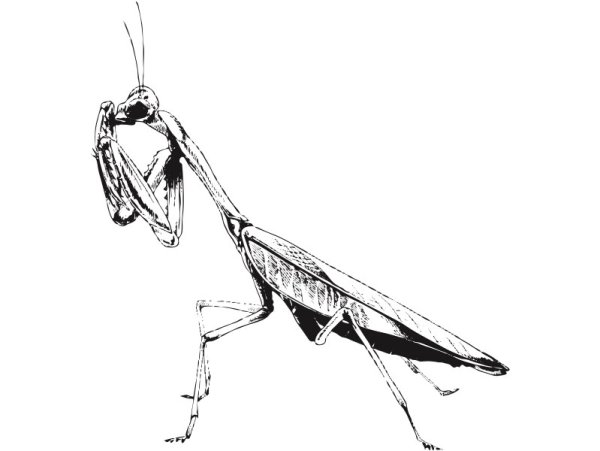 Богомол контур