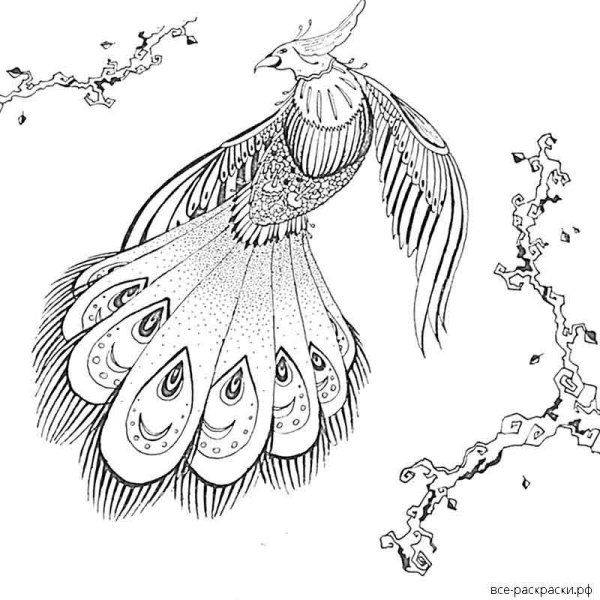 Сказочная птица раскраска