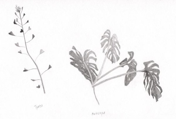 Зарисовки карандашом гербарий
