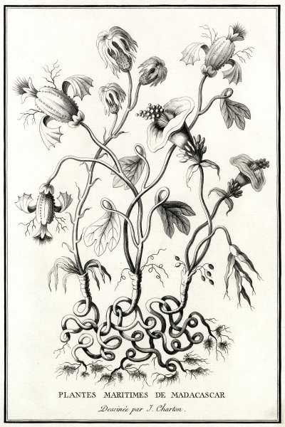 Старинные Гравюры растения