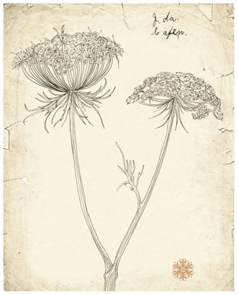 Гербарий зарисовка