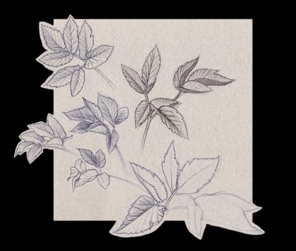 Гербарий карандашом