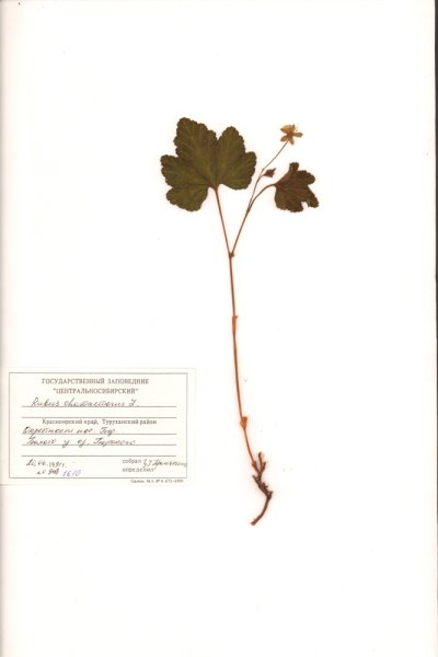 Шиповник обыкновенный гербарий