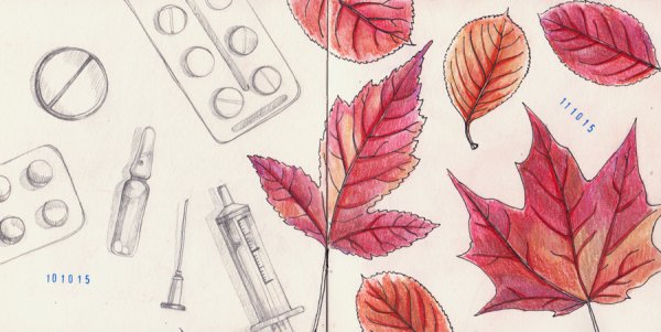 Рисунок гербария пошаговый