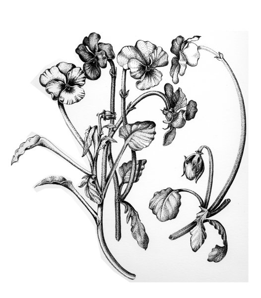 Анютины глазки арт нуво