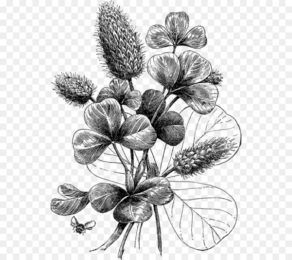 Черно белая Клевер ботаника