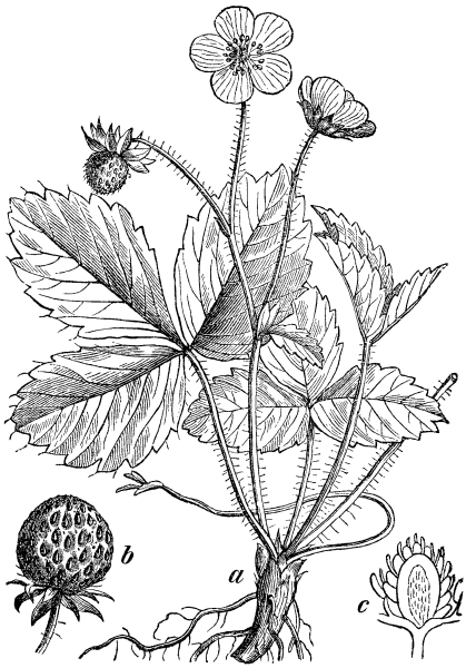 Земляника Лесная ботаника