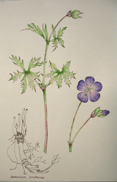 Герань Луговая Ботанический