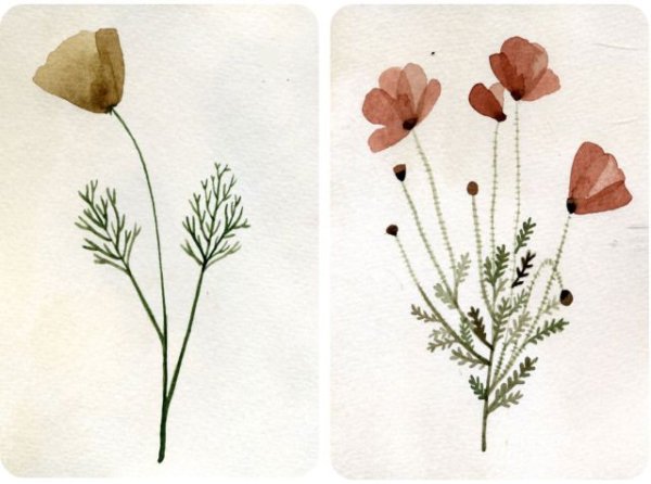 Гербарий цветковых