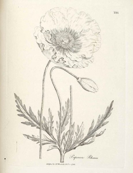 Мак Лапландский Ботаническая иллюстрация