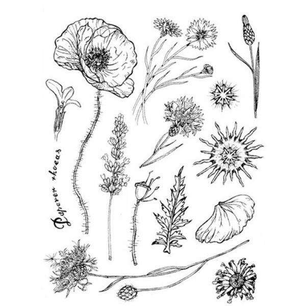 Гербарий раскраска