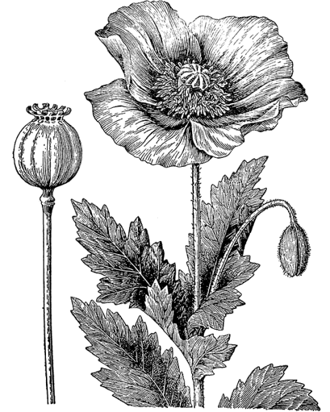 Мак опиумный Ботаническая иллюстрация