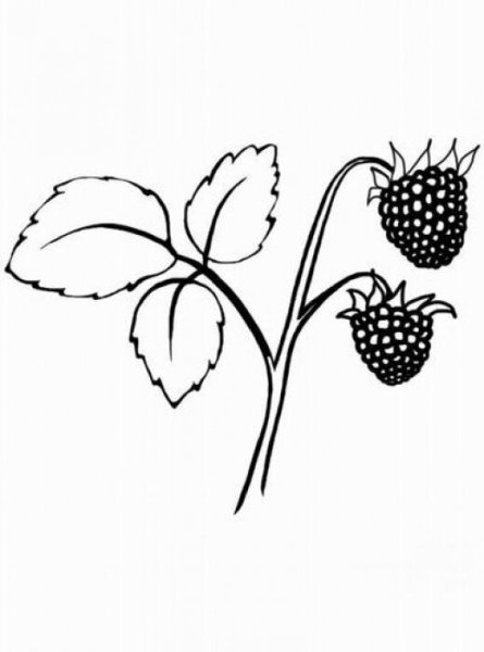 Куст малины раскраска