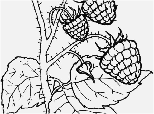 Куст малины раскраска для детей
