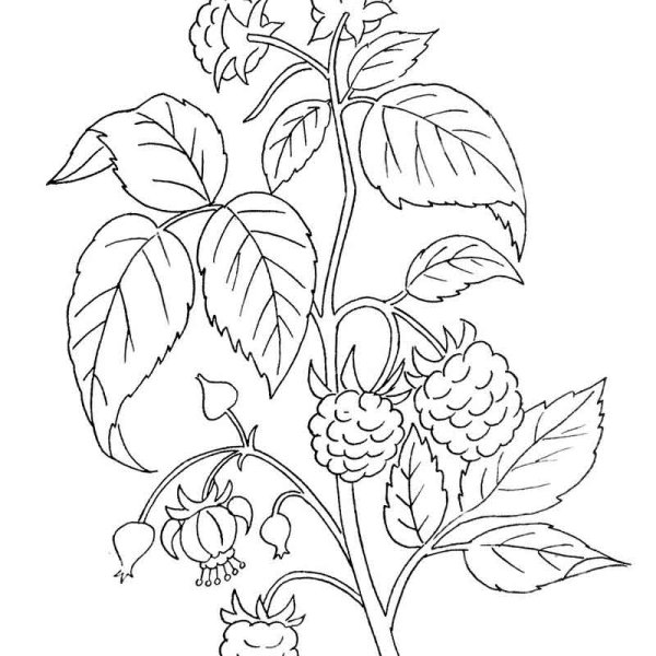 Малина обыкновенная кустарник