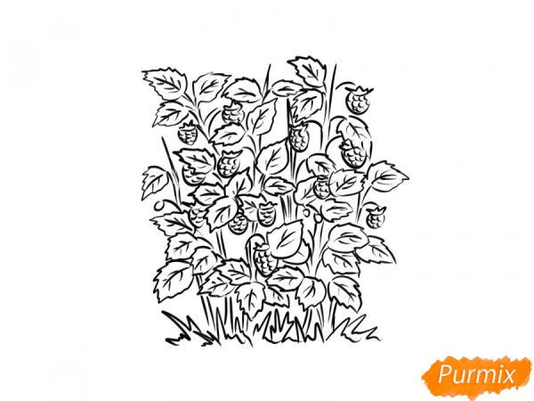 Кустарник малины раскраска