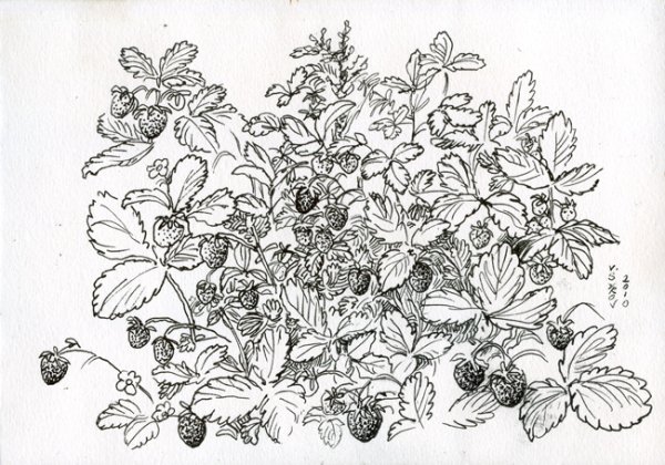 Земляника Графика