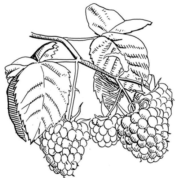 Малина обыкновенная кустарник