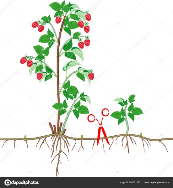 Куст малины с корнем