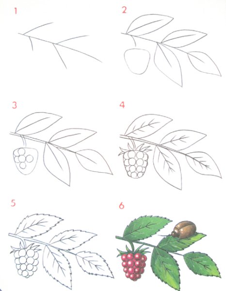 Кустарники для раскрашивания