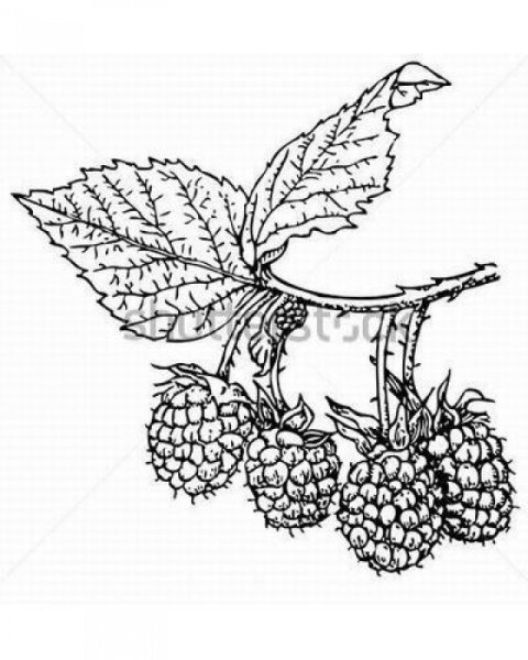 Куст малины раскраска для детей