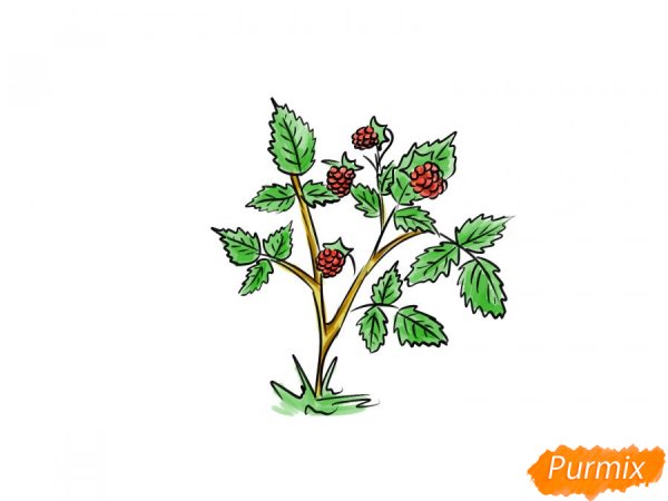 Куст малины раскраска