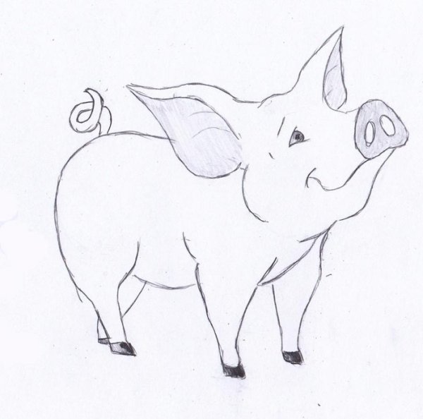 Свинья набросок