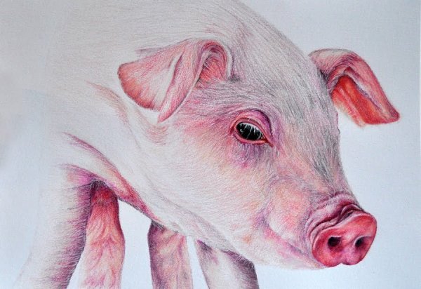 Свинья сбоку контур