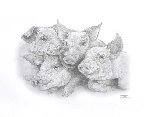 Свинья рисунок карандашом