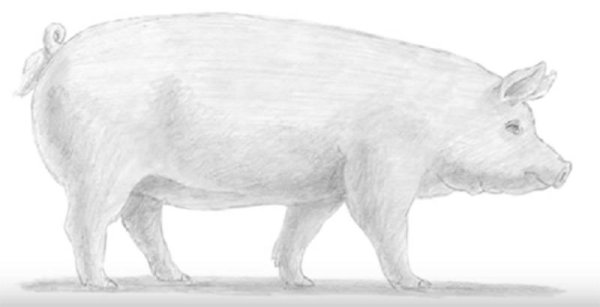 Свинья набросок