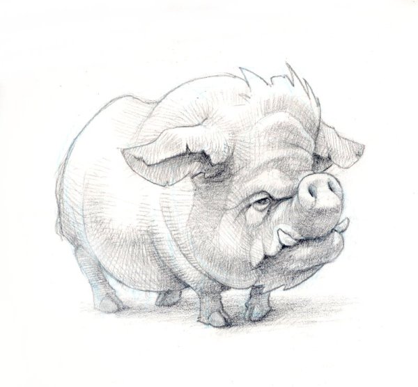 Свинья раскраска для детей