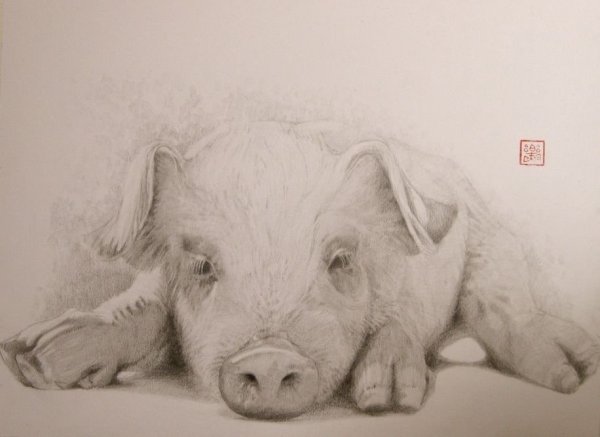 Свинья карандашом