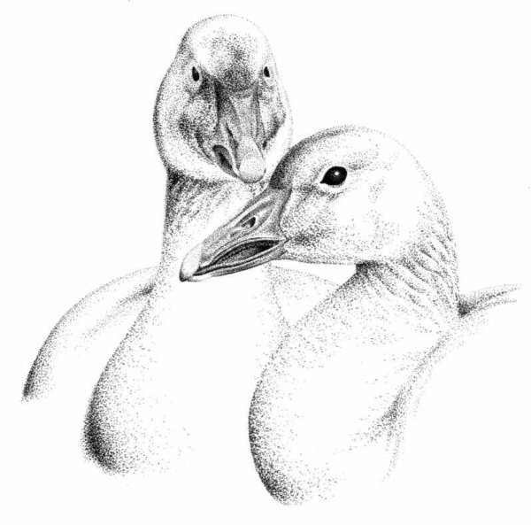 Зарисовка гуся