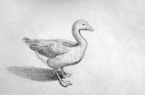 Зарисовка гуся