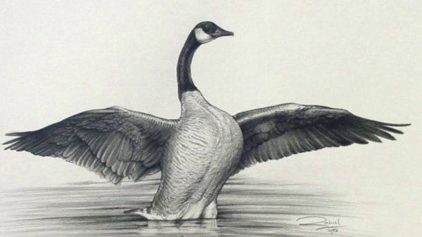 Зарисовка гуся