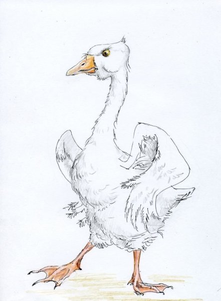 Гусь цветными карандашами