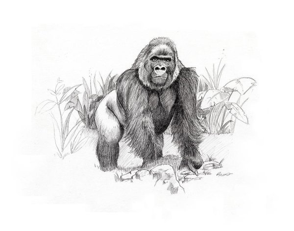 Горилла набросок