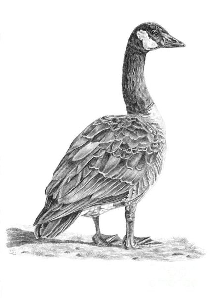 Зарисовка гуся