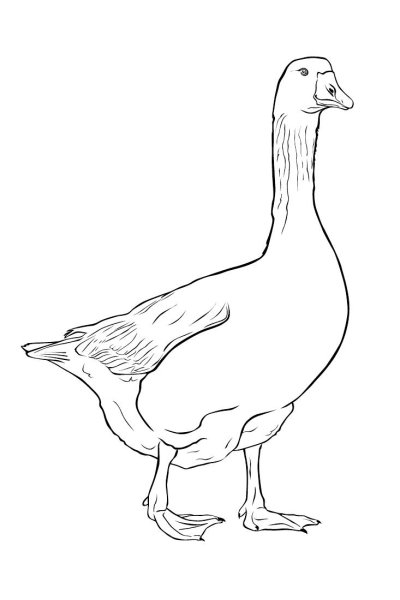 Гусь раскраска для детей
